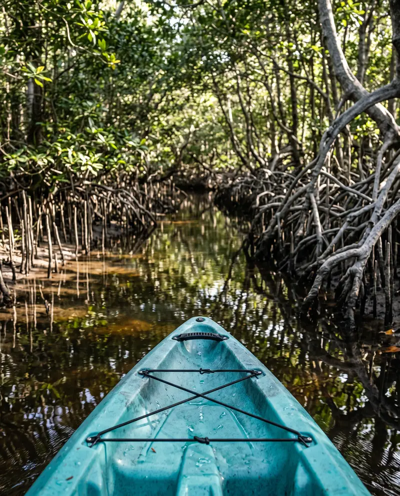 The bow of a turquoise kayak entering a quiet mangrove channel