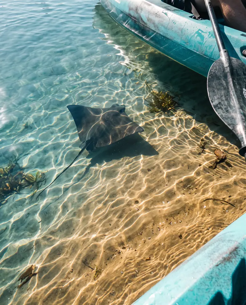 A ray gliding over sunlit sand right beside a kayak